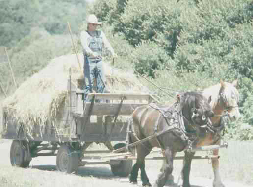 Santa Cruz Carriage Company - Draft Horses For Hire